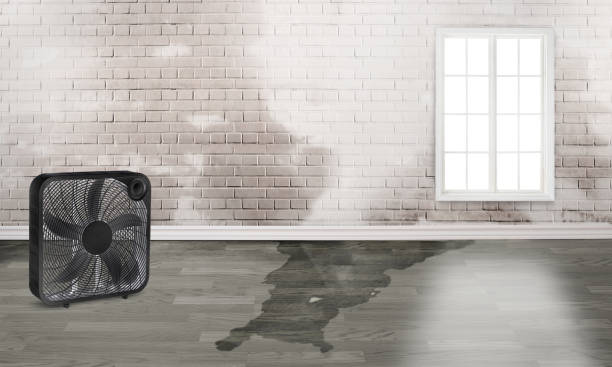Best Fire Damage Restoration  in Leesburg, FL